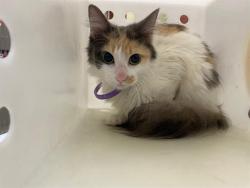 Shelter Stray Female Cat last seen Near BLOCK N 48TH ST, 3839 W Burnham St, West Milwaukee, WI 53215, USA