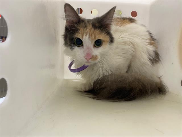 Shelter Stray Female Cat last seen Near BLOCK N 48TH ST, 3839 W Burnham St, West Milwaukee, WI 53215, USA