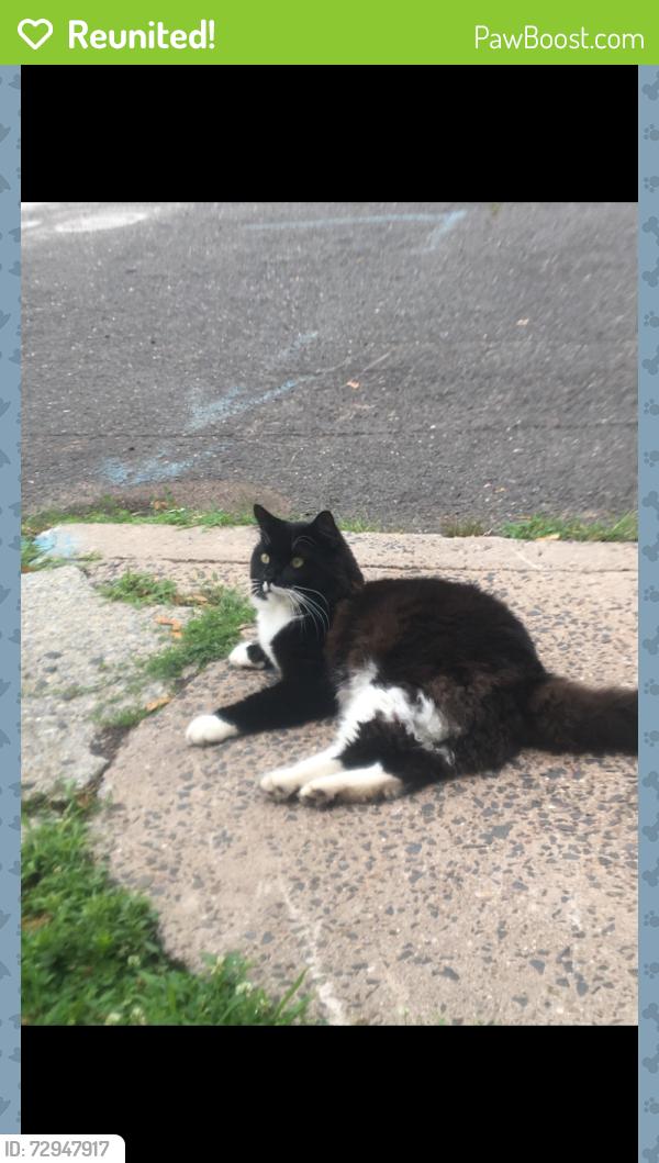Reunited Male Cat last seen Wetmore pl Middletown ct, Middletown, CT 06457