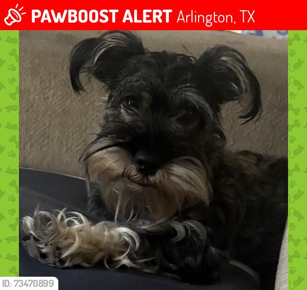 Lost Female Dog last seen Van buren and Adams, Arlington, TX 76011