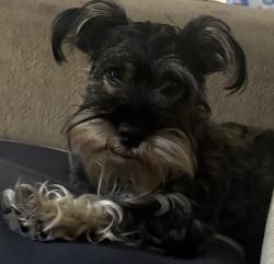 Lost Female Dog last seen Van buren and Adams, Arlington, TX 76011