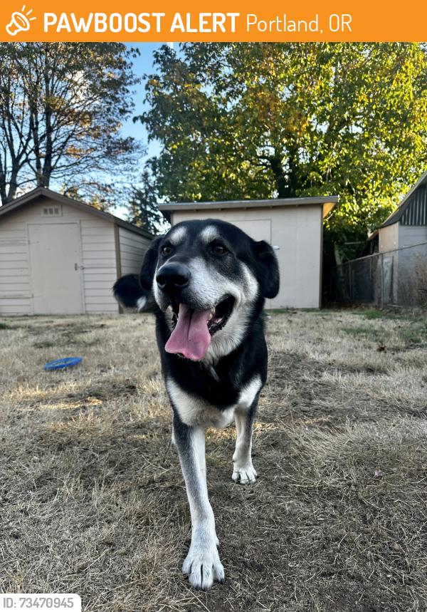 Found/Stray Male Dog last seen SE Brooklyn St Portland, Portland, OR 97216