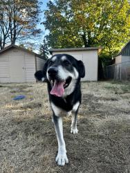 Found/Stray Male Dog last seen SE Brooklyn St Portland, Portland, OR 97216
