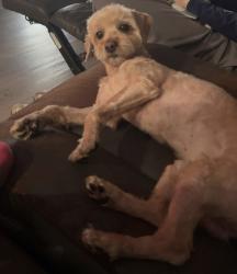 Reunited Male Dog last seen Braden, Detroit, MI 48210