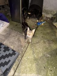 Found/Stray Male Cat last seen Gerritt and 21st, Philadelphia, PA 19146