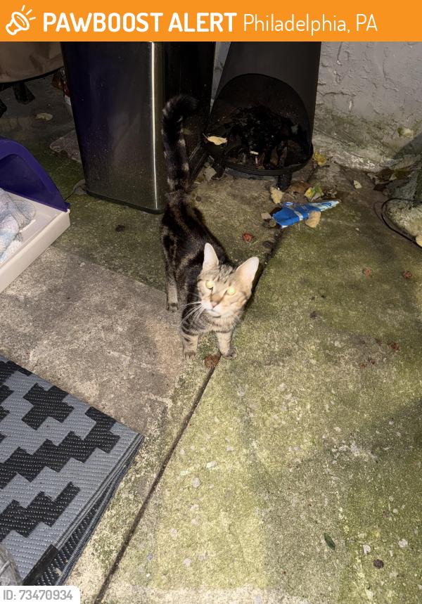 Found/Stray Male Cat last seen Gerritt and 21st, Philadelphia, PA 19146