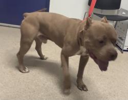 Shelter Stray Male Dog last seen Near BLOCK HERRING RD, ARVIN CA 93203, 3951 Fruitvale Ave, Bakersfield, CA 93308, USA