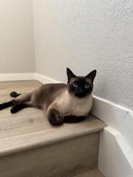 Lost Male Cat last seen Quincy and Copperleaf, Aurora, CO 80016