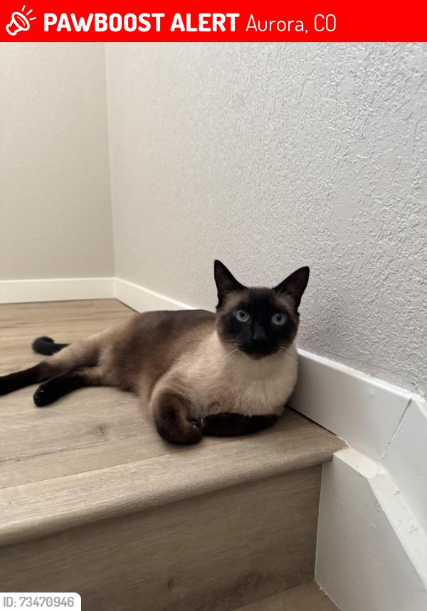 Lost Male Cat last seen Quincy and Copperleaf, Aurora, CO 80016