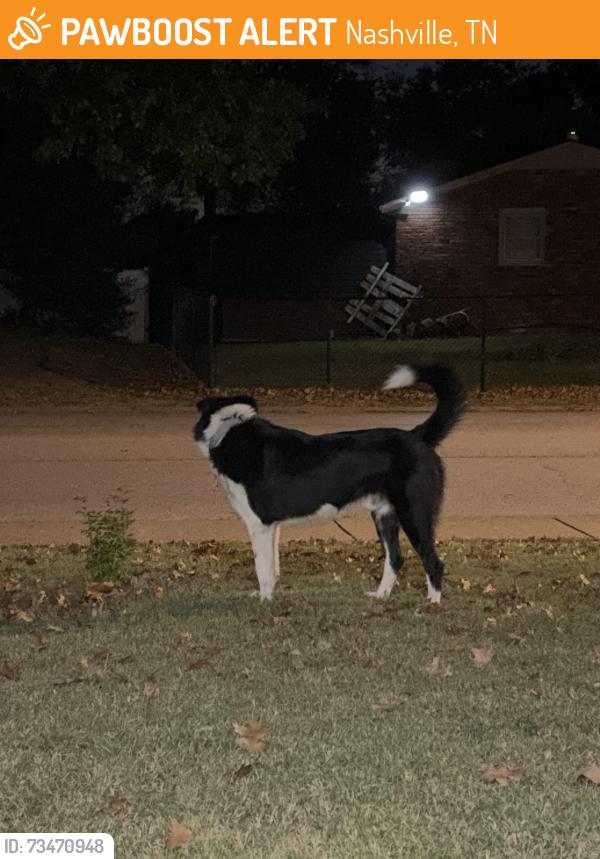 Found/Stray Male Dog last seen cole elementary school, Nashville, TN 37211