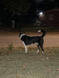 Found/Stray Male Dog last seen cole elementary school, Nashville, TN 37211