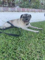Found/Stray Male Dog last seen Carson, Carson, CA 90745