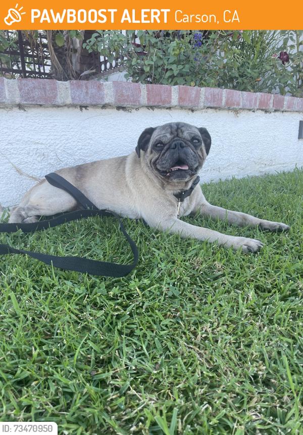 Found/Stray Male Dog last seen Carson, Carson, CA 90745