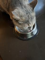 Reunited Female Cat last seen Loblolly Ct, winston Salem NC, Winston-Salem, NC 27107