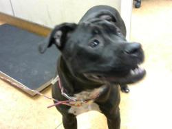 Shelter Stray Female Dog last seen ORANGE GROVE AVE/WATT AVE,95660, 3839 Bradshaw Rd, Sacramento, CA 95827, USA