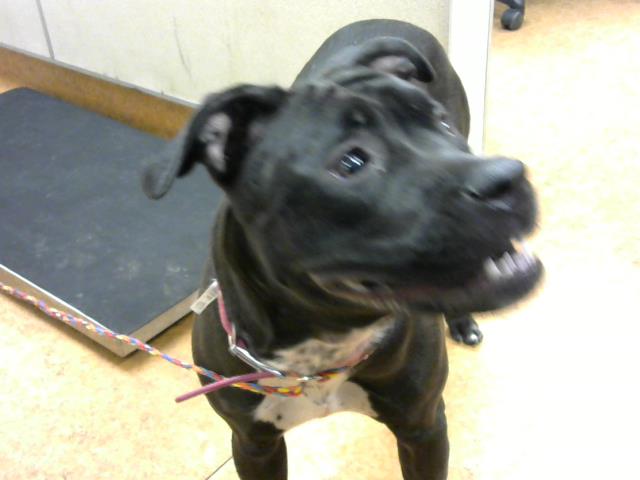 Shelter Stray Female Dog last seen ORANGE GROVE AVE/WATT AVE,95660, 3839 Bradshaw Rd, Sacramento, CA 95827, USA