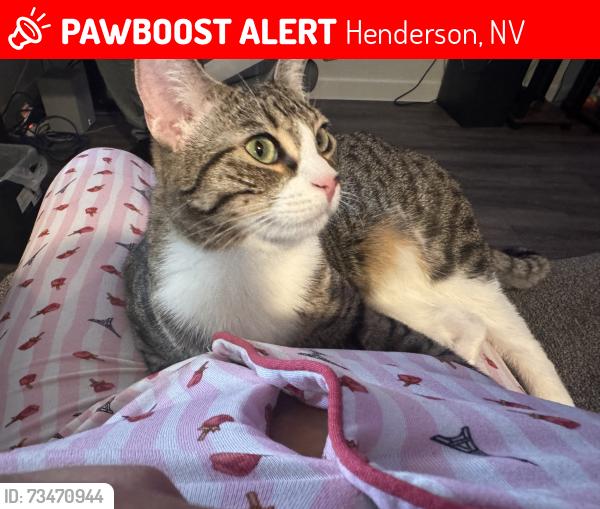 Lost Female Cat last seen Boulderhighway near cowabunga, Henderson, NV 89015