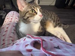 Lost Female Cat last seen Boulderhighway near cowabunga, Henderson, NV 89015