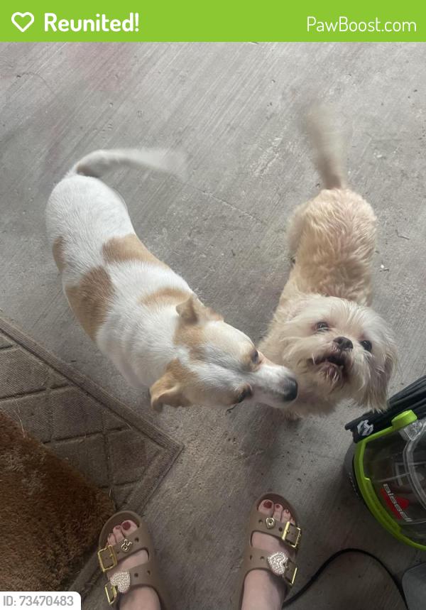 Reunited Male Dog last seen crenshaw and pin oak dr Baywood Oaks West, Pasadena, TX 77505