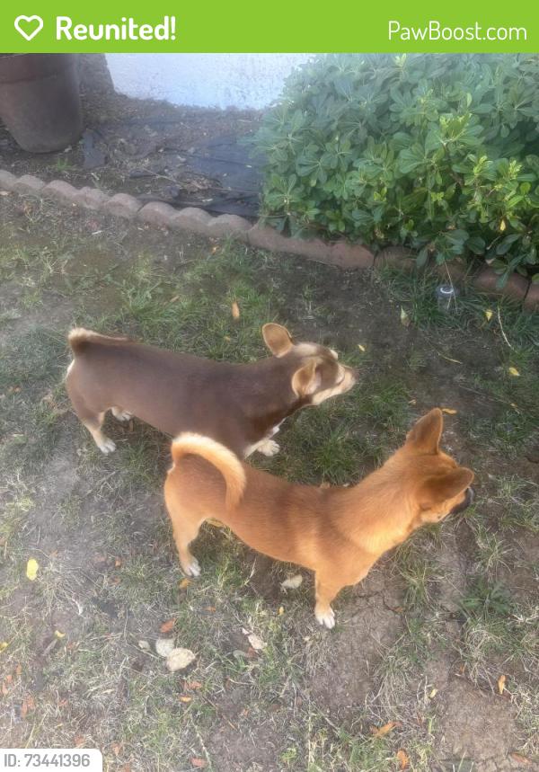 Reunited Male Dog last seen Giusti drive next to park, San Jose, CA 95111