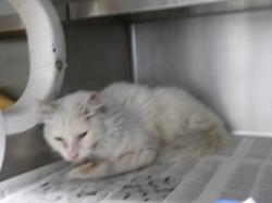 Shelter Stray Male Cat last seen , 11361 W Pico Blvd, Los Angeles, CA 90064, USA