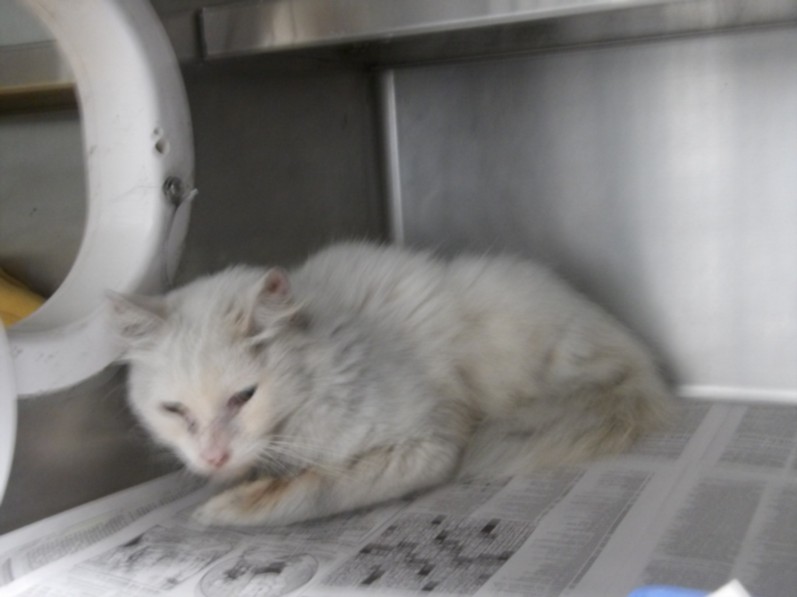 Shelter Stray Male Cat last seen , 11361 W Pico Blvd, Los Angeles, CA 90064, USA