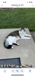 Lost Male Cat last seen Gracemor 50th and Manchester, Kansas City, MO 64119