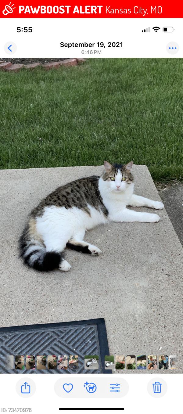 Lost Male Cat last seen Gracemor 50th and Manchester, Kansas City, MO 64119