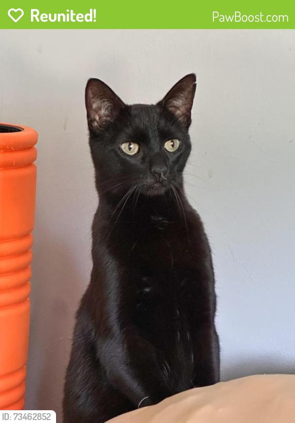 Reunited Female Cat last seen On our street, Oak Point drive, Hamburg, NJ 07419