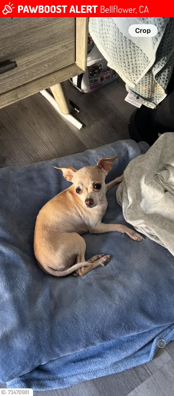 Lost Female Dog last seen Near rush st bellflower ca, Bellflower, CA 90706
