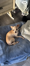 Lost Female Dog last seen Near rush st bellflower ca, Bellflower, CA 90706