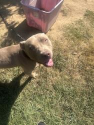 Lost Male Dog last seen Marbry Drive or Shelby Street, Bartlett, TN 38134