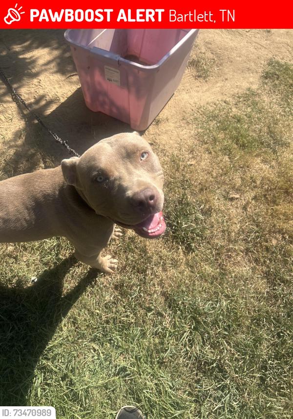 Lost Male Dog last seen Marbry Drive or Shelby Street, Bartlett, TN 38134