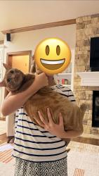 Reunited Female Cat last seen At home, Oklahoma County, OK 73025