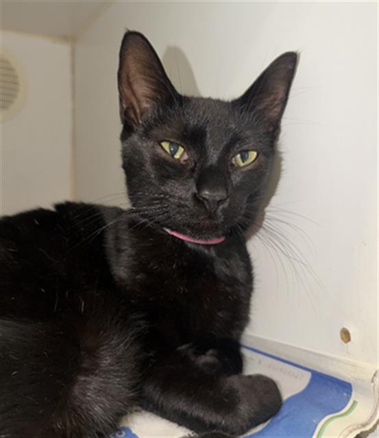 Shelter Stray Female Cat last seen Near BLK E 15TH ST LONG BEACH CA 90813, 7700 E Spring St, Long Beach, CA 90815, USA