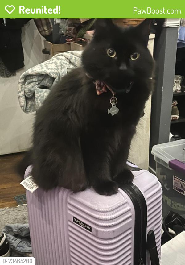 Reunited Male Cat last seen Walgrove Rd, Reisterstown, MD 21136, USA, Reisterstown, MD 21136