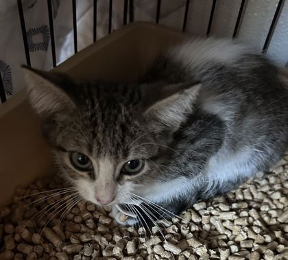 Shelter Stray Male Cat last seen Enloe Dr and JC Long Dr, Brazos County, TX, 5359 Leonard Rd, Bryan, TX 77807, USA