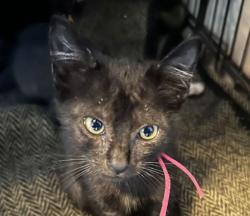 Shelter Stray Male Cat last seen Enloe Dr and JC Long Dr, Brazos County, TX, 5359 Leonard Rd, Bryan, TX 77807, USA