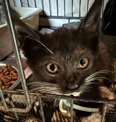Shelter Stray Female Cat last seen Enloe Dr and JC Long Dr, Brazos County, TX, 5359 Leonard Rd, Bryan, TX 77807, USA
