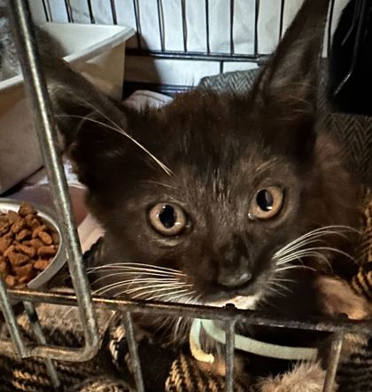 Shelter Stray Female Cat last seen Enloe Dr and JC Long Dr, Brazos County, TX, 5359 Leonard Rd, Bryan, TX 77807, USA