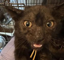 Shelter Stray Male Cat last seen Enloe Dr and JC Long Dr, Brazos County, TX, 5359 Leonard Rd, Bryan, TX 77807, USA
