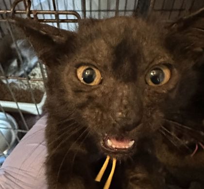 Shelter Stray Male Cat last seen Enloe Dr and JC Long Dr, Brazos County, TX, 5359 Leonard Rd, Bryan, TX 77807, USA