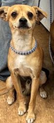 Shelter Stray Male Dog last seen Near Highway 145, Madera County, CA, 205 Tozer St, Madera, CA 93638, USA