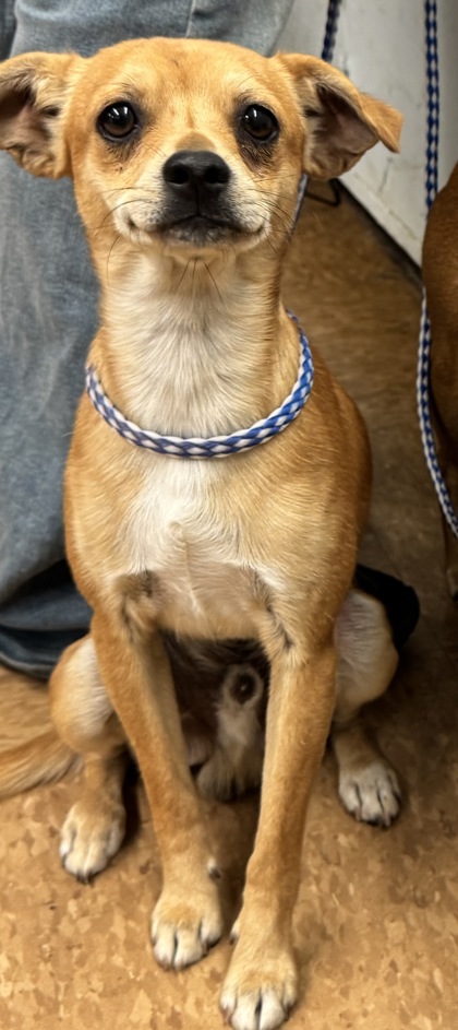 Shelter Stray Male Dog last seen Near Highway 145, Madera County, CA, 205 Tozer St, Madera, CA 93638, USA