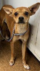 Shelter Stray Female Dog last seen Near Highway 145, Madera County, CA, 205 Tozer St, Madera, CA 93638, USA