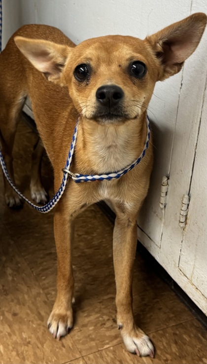 Shelter Stray Female Dog last seen Near Highway 145, Madera County, CA, 205 Tozer St, Madera, CA 93638, USA