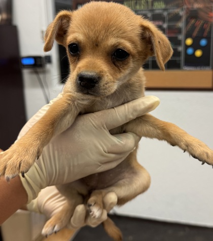 Shelter Stray Female Dog last seen Near Highway 145, Madera County, CA, 205 Tozer St, Madera, CA 93638, USA