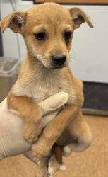 Shelter Stray Female Dog last seen Near Highway 145, Madera County, CA, 205 Tozer St, Madera, CA 93638, USA