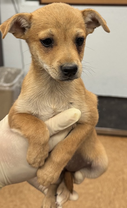 Shelter Stray Female Dog last seen Near Highway 145, Madera County, CA, 205 Tozer St, Madera, CA 93638, USA