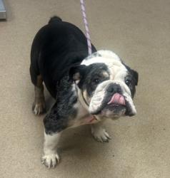 Shelter Stray Female Dog last seen Near Long Drive Decatur Ga 30032, 30032, GA, 3280 Chamblee Dunwoody Rd, Chamblee, GA 30341, USA